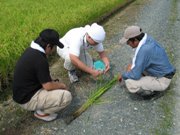 止葉の色の測定